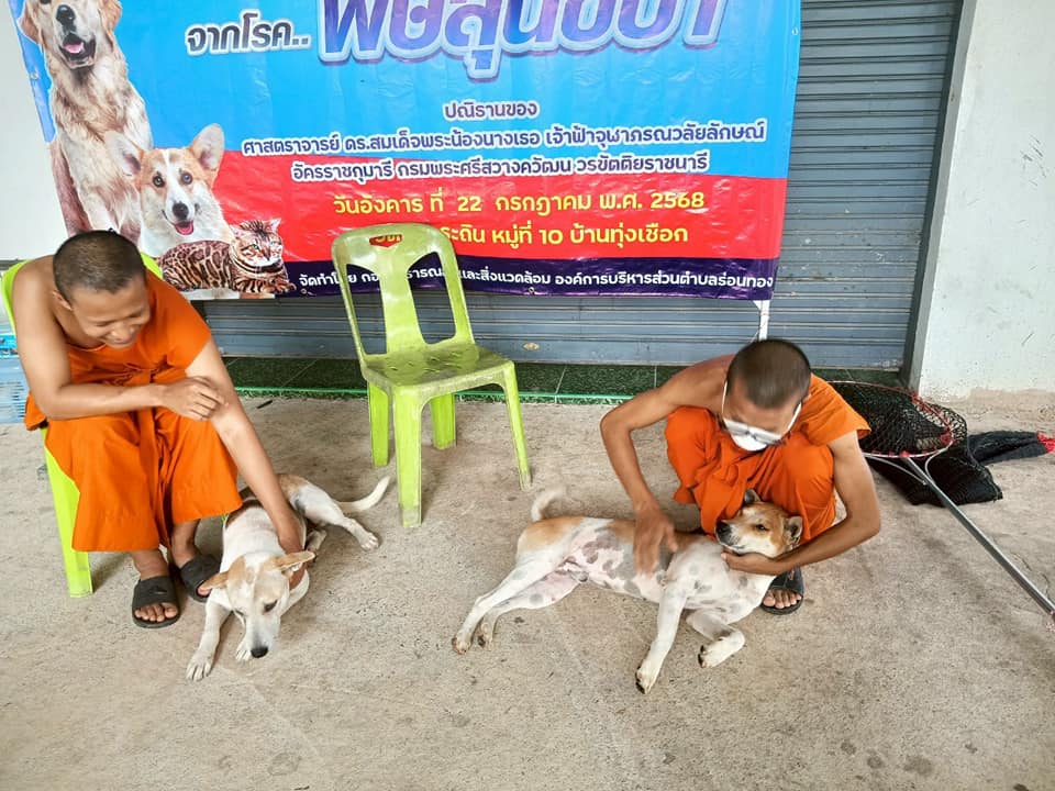 🗓️วันที่ 22 กรกฎาคม 2568
🐕🐈‍⬛อบต.ร่อนทอง จัดกิจกรรมบริการทำหมันประชากรสุนัขและแมวที่ไม่มีเจ้าของในพื้นที่ อบต.ร่อนทอง ตามโครงการสัตว์ปลอดโรค คนปลอดภัย จากโรคพิษสุนัขบ้า ปีงบประมาณ 2568 จำนวน 30 ตัว
🟥วัตถุประสงค์ : เพื่อลดอัตราการแพร่เชื้อโรคพิษสุนัขบ้าทั้งในสัตว์และคน และควบคุมจำนวนประชากรสัตว์ที่ไม่มีเจ้าของ ที่เป็นพาหะนำโรคพิษสุนัขบ้า
🔺สถานที่ดำเนินการ : บริเวณวัดทุ่งกระถิน ม.10 ต.ร่อนทอง อ.บางสะพาน จ.ประจวบฯ
#ทำหมันสัตว์ไม่มีเจ้าของ #ป้องกันโรคพิษสุนัขบ้า
